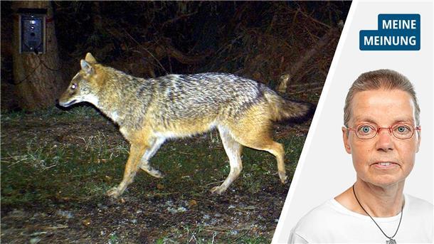 Stopp des Wolfsabschusses: So taugt das Verfahren nichts