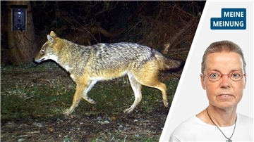 NZ-Kommentar zum Stopp des Wolfsabschusses: So taugt das Verfahren nichts
