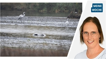 Die Collage zeigt das Porträt der Autorin neben einem Bild aus dem Moor mit einem toten Vogel