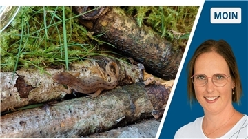 Die Collage zeigt das Porträt der Autorin neben einem Lurch, der auf einem Holzstück sitzt.