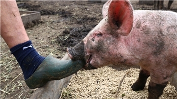Schwein beißt in Schuh.