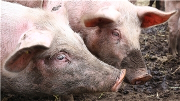 Bio-Schweine auf dem Hof der Familie Icken in Sievern.