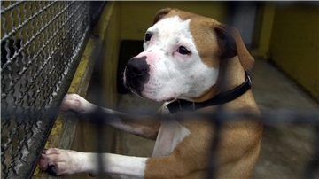 Birgit Block (Vorsitzende des Cuxhavener Tierheim-Vereins) befürchtet, dass viele Hundehalter ihre Tiere nach der Hundesteuererhöhung aus finanziellen Gründen abgeben werden müssen.
