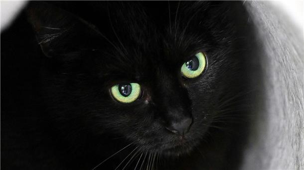 Stadt verbietet rund um Halloween Adoption schwarzer Katzen Bis zum 1. November dürfen im städtischen Tierheim der katalanischen Gemeinde keine schwarzen Katzen vermittelt werden. (Symbolbild)