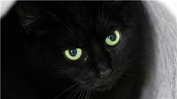 Bis zum 1. November dürfen im städtischen Tierheim der katalanischen Gemeinde keine schwarzen Katzen vermittelt werden. (Symbolbild)