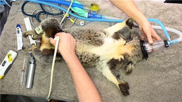 Australien lässt Impfstoff gegen tödliche Koala-Krankheit zu Bisher konnten Tierärzte den ikonischen Beuteltieren oft nicht helfen - der Impfstoff soll das ändern.