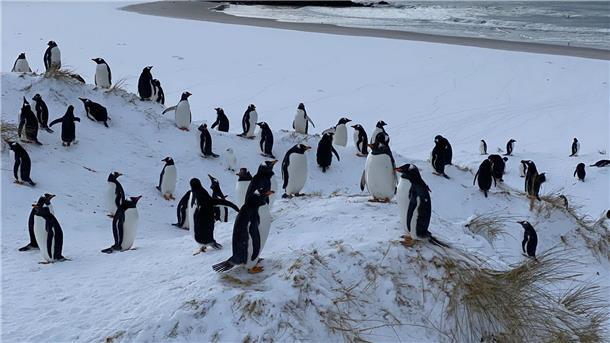Vogelgrippe bei Pinguinen auf Falklandinseln nachgewiesen Bisher seien mehr als 200 Küken und einige ausgewachsene Tiere tot gefunden worden.