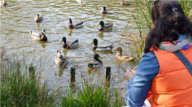 Bitte nicht füttern: Die Ansammlung von Vögeln an den Futterplätzen begünstigt nach Angaben des BUND die Übertragung von Krankheiten wie der Vogelgrippe von Vogel zu Vogel.