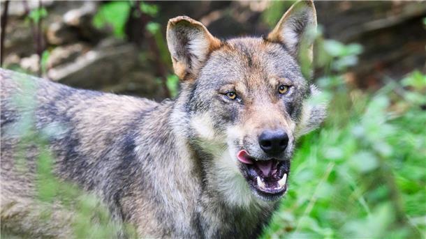 Thümler zur Wolfs-Diskussion: SPD soll ihren Handlungsspielraum nutzen Das Foto zeigt einen Wolf.