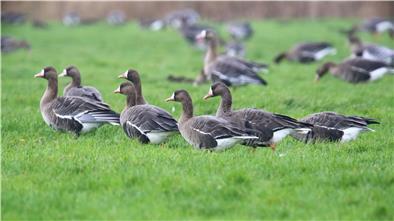Blässgänse hinter dem Deich am Eckwarder Spieker: Vor allem Enten und Gänse können im vogelärmsten Monat des Jahres in Butjadingen beobachtet werden.