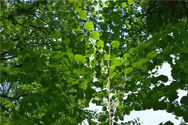 Kuchenbaum – ein Baum, der nach Kuchen riecht Ein Baum mit grünen Blättern.