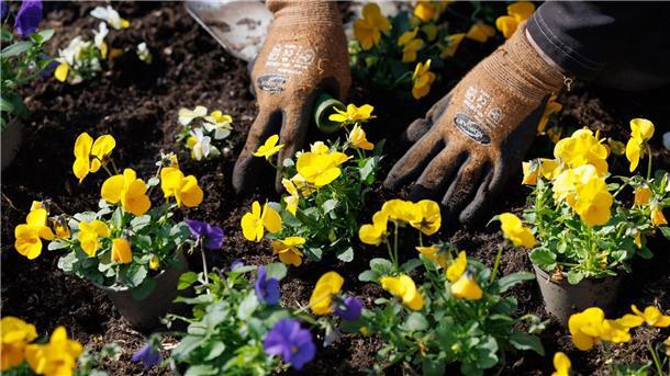 Blaue und gelbe Stiefmütterchen werden eingepflanzt auf dem Gelände der Landesgartenschau.