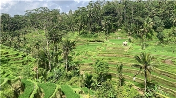 Blick auf die berühmten Reisfelder der indonesischen Urlaubsinsel Bali.