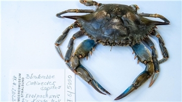 Blick auf eine Blaukrabbe in der Sammlung des Deutschen Meeresmuseums, die im April 2023 am Strand des Ostseebades Ahlbeck gefunden wurde.