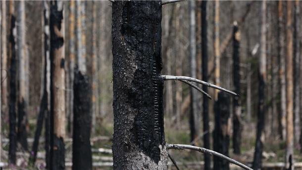 Nationalpark Harz ertüchtigt Wege und Brücken für Waldbrände Blick auf verkohlte Bäume in einem Waldgebiet am Brocken.