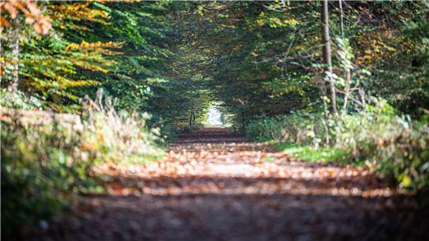 Fachbeirat stellt klar: Das soll mit dem Reinkenheider Forst geschehen Blick in den Reinkenheider Forst: Fachbeirat spricht gegen den Verkauf aus.