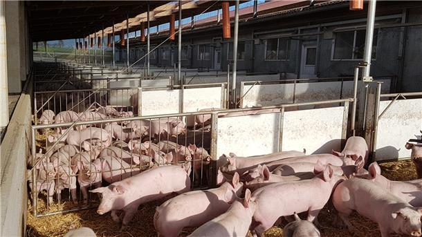 Blick in einen Offenstall für Mastschweine. Bei dieser Haltungsform bekommen die Schweine frische Luft und ungefähr doppelt so viel Platz als gesetzlich vorgeschrieben.