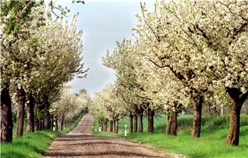 Blühende Kirschbäume stehen am Rande einer Straße. Ein solches Bild mögen die Zevener Umweltpolitiker vor Augen haben, wenn sie sich geschlossen dafür aussprechen, Obstbäume am Wegesrand zu pflanzen.