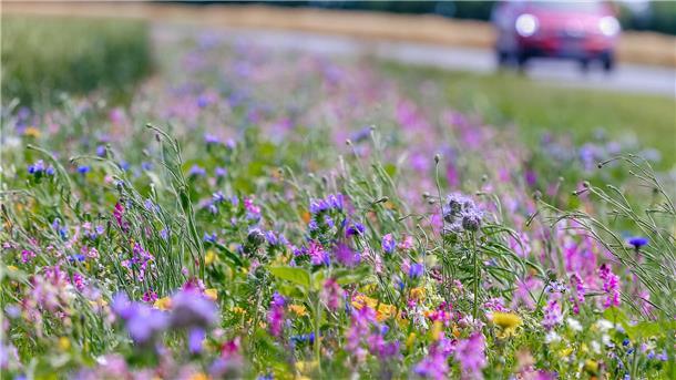 Blühflächen locken Insekten an. Blühstreifen anzulegen ist eine von mehreren Möglichkeiten für Bauern, mit dem Prädikat "Bienenfreundlicher Landwirt" ausgezeichnet zu werden.