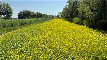 Blumenwiese mit Gelbsenf auf dem Deponiegelände.