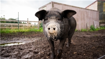 „Bobby war von Anfang an Everybody’s Darling - er ist ein ganz gemütlicher“, erzählt Landwirtin Nadja Poppen auf dem Bio-Hof Sonnenschein in Aurich. Zwei Mal hat er sich erfolgreich gegen das Schlachten gewehrt. Nun ist Bobby zum Internet-Hit geworden. Über Instagram sucht Poppen Paten für Futter. Neben vielen Fotos finden sich auf dem Account Erzählungen verfasst aus Bobbys Perspektive.