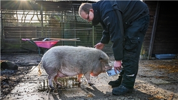 Borsti mit Tierpfleger Philipp Schöller im Gehege des alten Tierheims: Für die schlanke Schweine-Taille gibt es Quark, Joghurt und Gemüse.