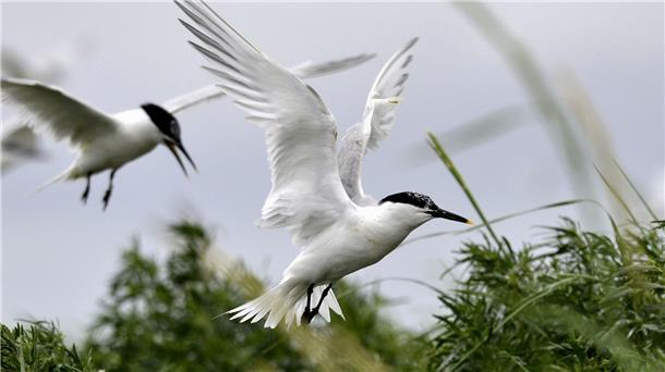 Brandseeschwalben haben ein weißes Gefieder, silbergraue Oberflügel, einen schwarzen Schnabel mit gelber Spitze und einen schwarzen Federschopf.