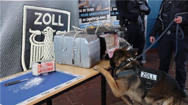 Rauschgiftspürhund des Zolls