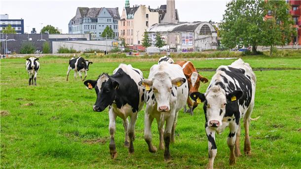 Bremerhavens Stadt-Kühe an der Geeste.