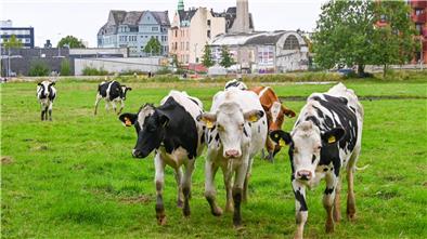 Bremerhavens Stadt-Kühe an der Geeste.