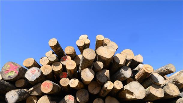 Mehr Holz wird verheizt: Das schadet Gesundheit und Umwelt Brennholz liegt auf einem Betriebshof in Hannover.