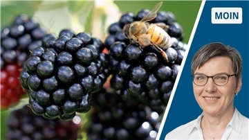 Collage Brombeeren / Portrait Andrea Vogt