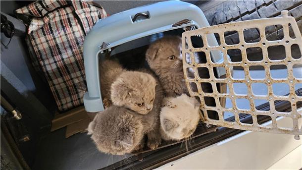 Bundespolizei entdeckt Katzenbabys im Kofferraum Bundespolizisten fanden Katzenbabys dicht gedrängt in Transportboxen im Kofferraum eines Reisebusses.