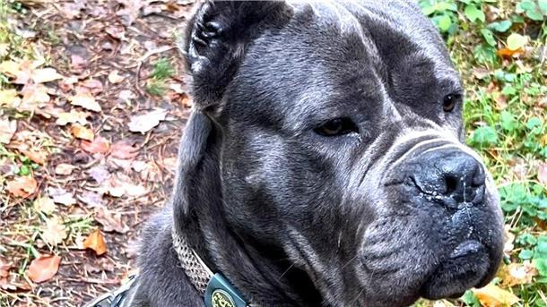 Cane Corso Hektor