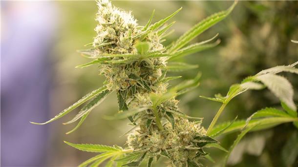 „Fünf Stecklinge“ - Ampel macht ernst bei Cannabis Cannabispflanzen in einem Blüteraum eines Pharmaunternehmens. Nach Plänen der Ampel-Regierung sollen künftig der Besitz von bis zu 25 Gramm Cannabis straffrei sein.