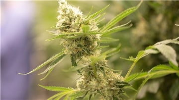Cannabispflanzen in einem Blüteraum eines Pharmaunternehmens. Nach Plänen der Ampel-Regierung sollen künftig der Besitz von bis zu 25 Gramm Cannabis straffrei sein.