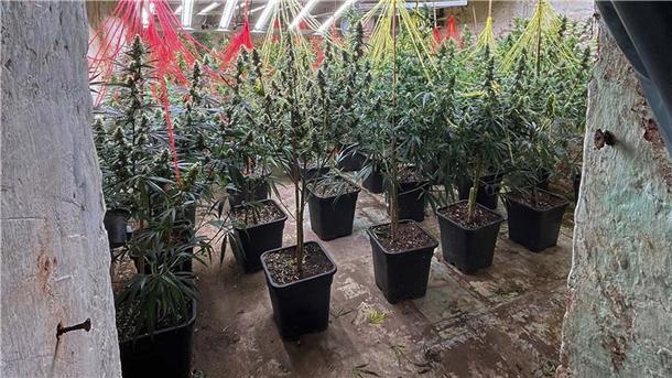 Polizei hebt Cannabis-Bande in Niedersachsen und NRW aus Cannabispflanzen stehen in einer Halle, die bei einer gemeinsamen Durchsuchungsaktion der Polizei in NRW und Niedersachsen entdeckt wurde.