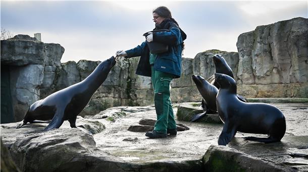 Carmen Gürster aus dem Zoo am Meer füttert die Seehunde.
