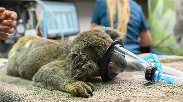 Australien lässt Impfstoff gegen tödliche Koala-Krankheit zu Chlamydien haben bei Koalas oft verheerende Auswirkungen.