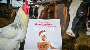 Christine Trimpf aus Wanna hat eine Weihnachtsgeschichte geschrieben - und sich dabei lebende Tiere als Vorbild genommen. Das Buch erzählt die Geschichte von Hahn Caruso (links), der zusammen mit seinen tierischen Freunden traurig ist, dass es an Weihnachten wegen Corona kein Krippenspiel für die Kinder gibt.