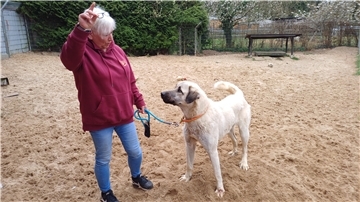 Eine Frau spricht mit einem Hund.