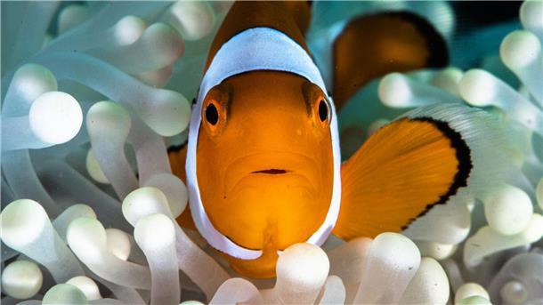Clownfische schrumpfen gemeinsam Clownfische leben im Schutz von Seeanemonen.