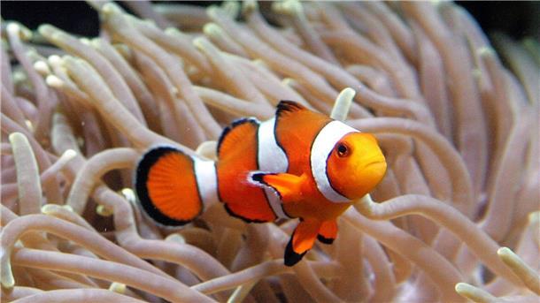 Zum Wegschrumpfen heiß: Bei Hitze werden Clownfische kleiner Clownfische leben im Schutz von Seeanemonen. (Archivbild)