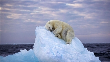 Da muss man schon Eisbär sein, um hier im norwegischen Svalbard-Archipel so gemütlich schlummern zu können. Das Foto von Nima Saikhani hat den Publikumspreis des Wettbewerbs „Wildlife Photographer of The Year“ des Londoner Natural History Museums gewonnen.