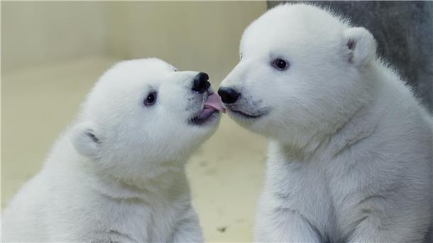 Ein Eisbärbaby leckt ein anderes ab.
