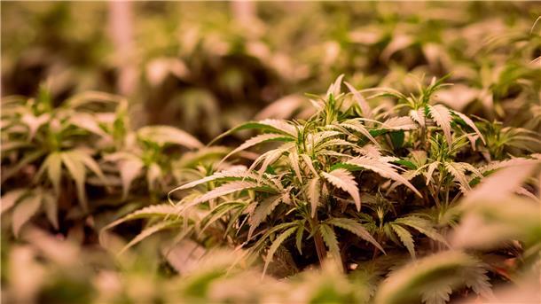 Damit Cannabispflanzen gut gedeihen, benötigen sie viel Licht und Wärme. Das führt ebenso wie der charakteristische Geruch die Polizei mitunter auf die Fährte der illegalen Plantagenbesitzerinnen und -besitzer.