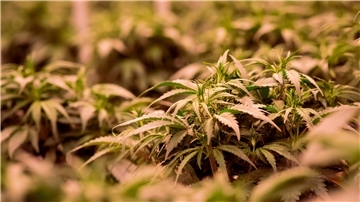 Damit Cannabispflanzen gut gedeihen, benötigen sie viel Licht und Wärme. Das führt ebenso wie der charakteristische Geruch die Polizei mitunter auf die Fährte der illegalen Plantagenbesitzerinnen und -besitzer.
