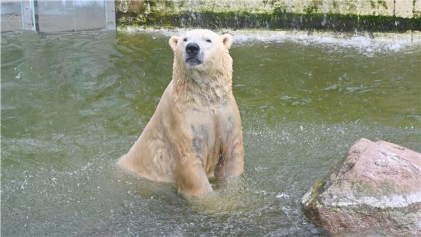 Damit große Fleischfresser wie Eisbär Vitus auch in der Krise was zu futtern haben, erarbeitet der Tierpark Neumünster Notschlachtpläne.