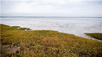 Salzwiesen bei Dangast