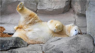 Dank Eisbärin Valeska gibt es im Zoo am Meer seit 2013 wieder Eisbärennachwuchs.